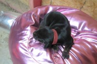 Level One Kennels independence Louisiana Logo 