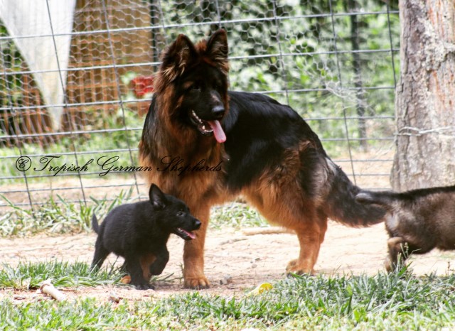 Tropisch German Shepherds