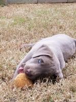 Dugger Mountain Labs PIedmont Alabama Logo 