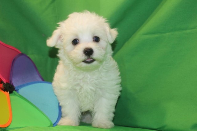 TINY TOY MALTIPOO PUPPIES!