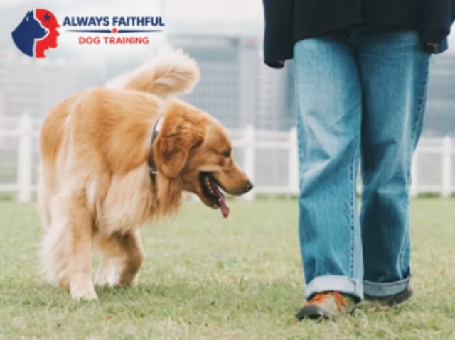 Always Faithful Dog & Puppy Training Fort Worth TX