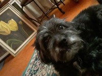 rescuerockyrocvket.org Woodinville Washington Logo 