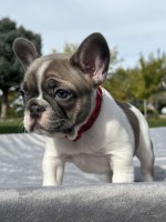 Freddie Mitchell Virginia Beach Virginia Logo 