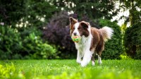 Always Faithful Dog Training Long Island NY Long Island New York Logo 