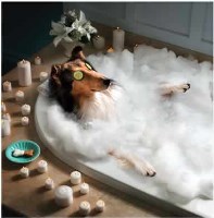 Belquest Kennel & Cattery Boarding Mt. Airy Maryland Logo 