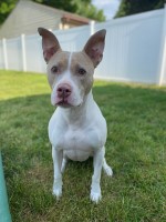 Pet Palace Charlotte North Carolina Logo 