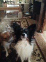 Cox Papillon's Seymour Missouri Logo 