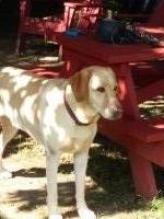 Ma Bell's Pampered Pets Philadelphia Pennsylvania Logo 