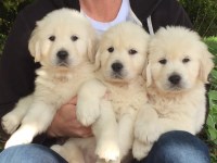 Blackpool Oro-Medonte Ontario Logo 