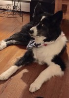 Wagmore Barkless LLC Waretown New Jersey Logo 