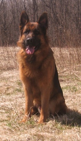 Von der Stadtrand German Shepherd Breeder