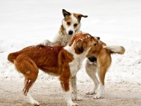 Hwy 401 Warden Pet Hospital Scarborough Ontario Logo 