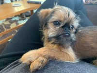 Purple Moon Pups Davison Michigan Logo 