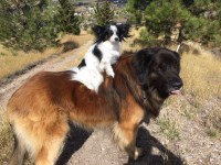 Dogwerks Training Kennel Milltown Montana Logo 