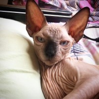 Montana Sphynx Cattery Lewistown Montana Logo 