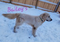 Golden Beauties Driven to Doodles, LLC hilton New York Logo 