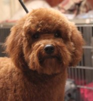 A'Lord Miniature schnauzer Fairbury Illinois Logo 