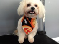 Jackies mobile dog grooming mission viejo California Logo 