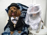 Rock of Ages Kennel Small Dog Boarding Momence Illinois Logo 