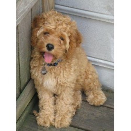 Acura Cockapoos, Cockapoo Breeder in Irmo, South Carolina