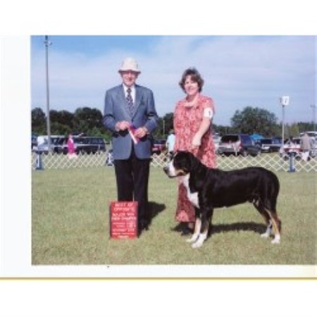 Greater Swiss Mountain Dog Breeder 3777