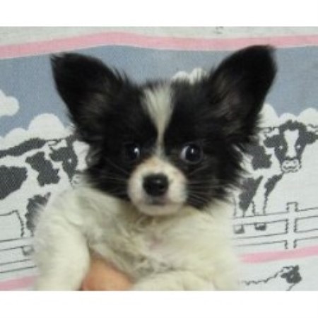 Donneta&#39;s Pups, Papillon Breeder in Stonewall, Oklahoma