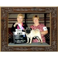 pug hill pug breeders in pennsylvania freedoglistings pug hill pug breeders in pennsylvania freedoglistings