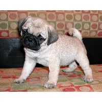 Camelot's Champion Pugs Pug breeder