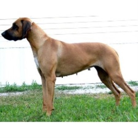 Siberian Husky Breeders Alberta Canada For Sale Dog ... Siberian Husky Breed