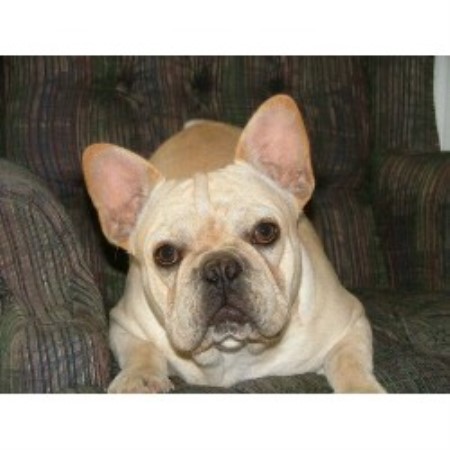 Alis Sweet Frenchies, French Bulldog Breeder in ...