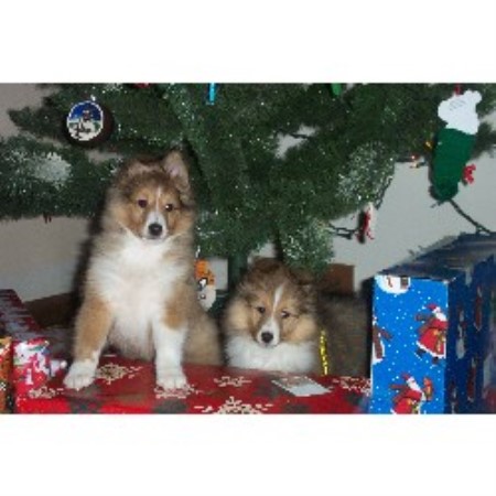 Canami Shelties Shetland Sheepdog Breeder In Rochester