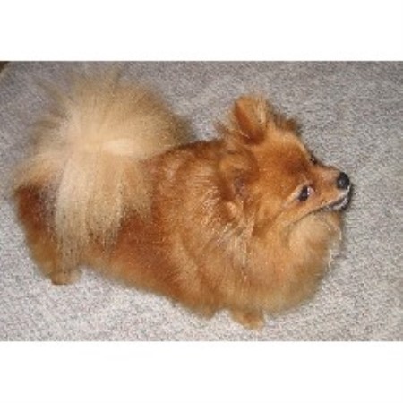 pomeranian puppies for sale in columbia sc beals pomeranians pomeranian breeder in davison michigan pomeranian puppies for sale in columbia sc beals pomeranians pomeranian breeder in davison michigan