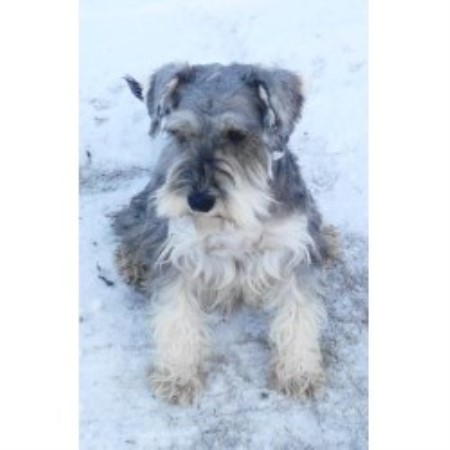 Akkennel Miniature Schnauzer Breeder In Edmonton Alberta