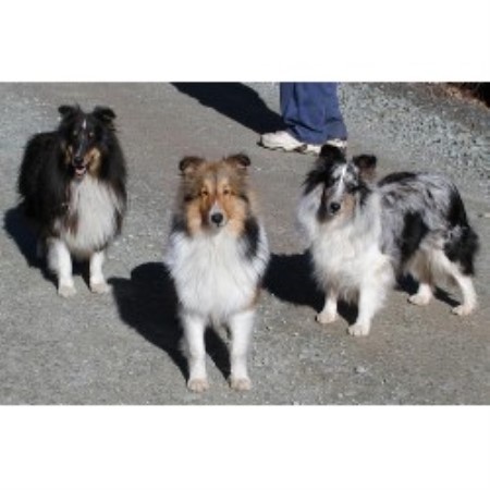 Calcurt Shelties