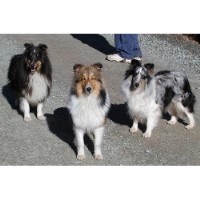 Calcurt Shelties Shetland Sheepdog breeder