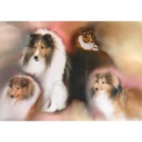 Krislyn Shelties Shetland Sheepdog breeder