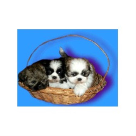shih tzu wisconsin border collie breeders in wisconsin freedoglistings breeds picture shih tzu wisconsin border collie breeders in wisconsin freedoglistings breeds picture