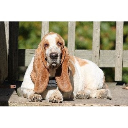 appalachian basset hounds price