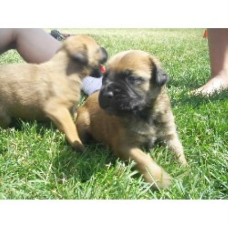 breeder bullmastiff dog