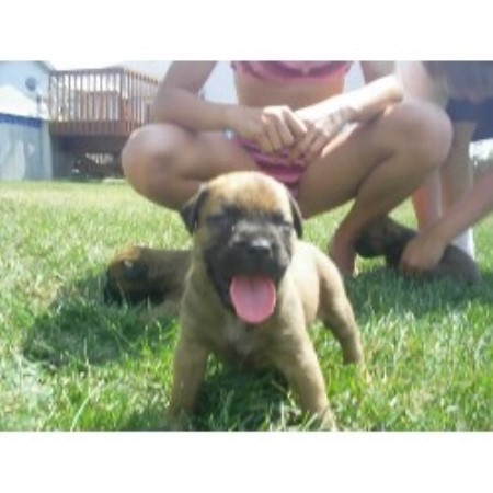 bullmastiff breeder dog