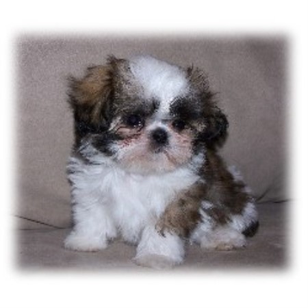 shih tzu utah breeder scallywag puppies