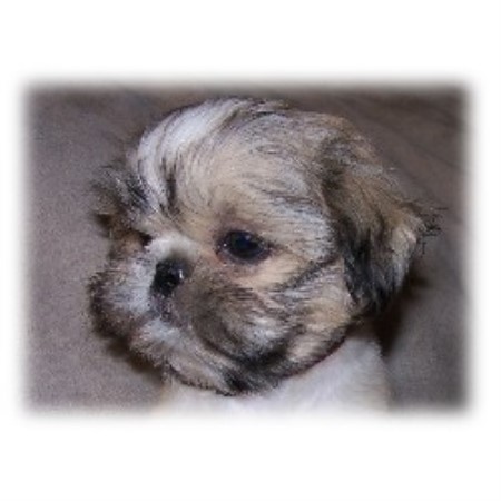 tzu shih breeder utah scallywag