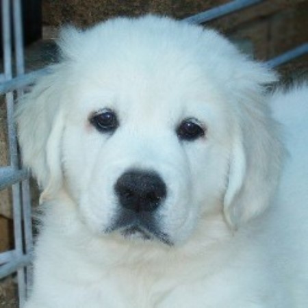 31 Best Photos Golden Retriever Puppies Southern Illinois - Golden Retriever Puppies Illinois Rescue - Animal Friends