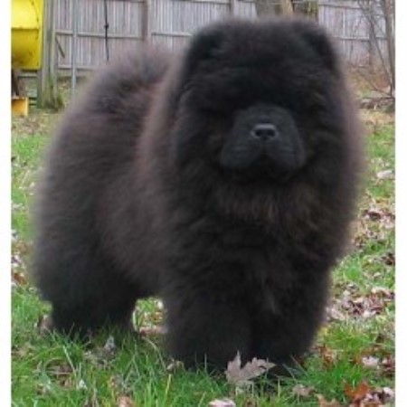55+ Chow Chow Puppy Black