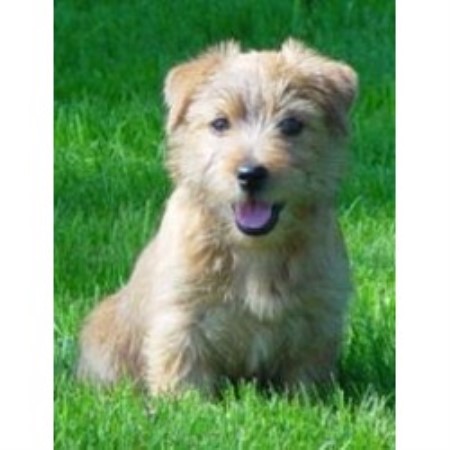 Jackpot Kennels Norfolk Terrier Breeder In Junction City Oregon Jackpot Kennels Norfolk Terrier Breeder In Junction City Oregon