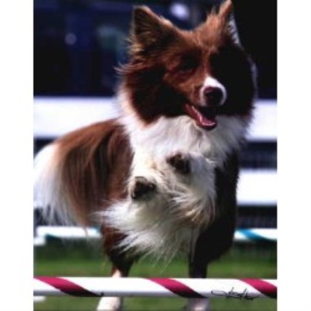 border collie puppies michigan riverrun border collies border collie breeder in cedar springs michigan border collie puppies michigan riverrun border collies border collie breeder in cedar springs michigan