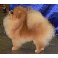 Delpom's Pomeranians Pomeranian breeder