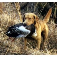 Irish's Clover Leaf Kennel ~ 50+ Years of Experience Chesapeake Bay Retriever breeder