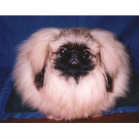 littletown pekingese
