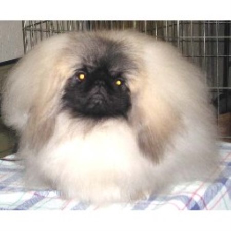 littletown pekingese